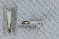 Lyonetia clerkella