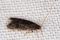 Eurodachtha canigella