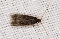 Eurodachtha canigella