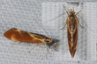 Metalampra italica