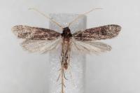 Eurodachtha canigella