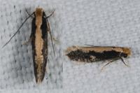 Monopis crocicapitella