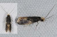 Monopis weaverella