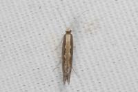 Plutella xylostella