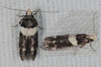 Recurvaria leucatella