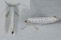 Yponomeuta evonymella
