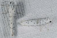 Yponomeuta