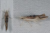 Ypsolopha scabrella