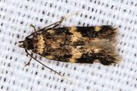 Oegoconia