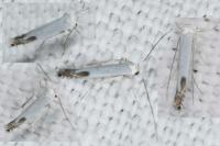 Lyonetia clerkella
