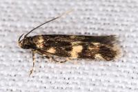 Oegoconia