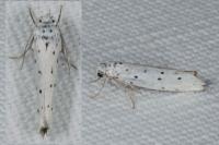 Yponomeuta