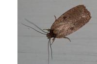 Agonopterix subpropinquella