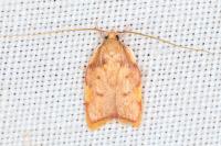Carcina quercana