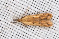 Dichomeris acuminata