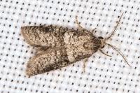 Penestoglossa dardoinella