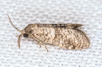 Penestoglossa dardoinella