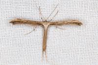 Emmelina monodactyla