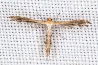 Stangeia siceliota