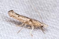 Paradoxus osyridellus