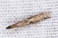 Paradoxus osyridellus