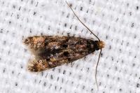 Stenoptinea cyaneimarmorella