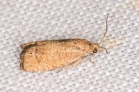 Cydia molybdana
