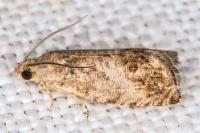 Cydia splendana