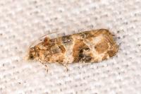 Lobesia botrana