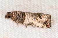 Notocelia incarnatana