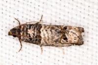 Notocelia incarnatana