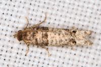 Notocelia incarnatana