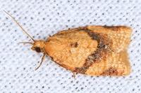 Clepsis consimilana