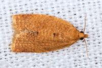 Clepsis consimilana