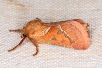Triodia sylvina
