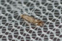 Bucculatrix maritima