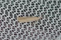 Coleophora maritimella