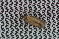 Scythris terrenella