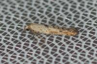 Epermenia aequidentella