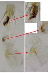 Coleophora maritimella