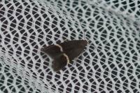 Aproaerema cinctella