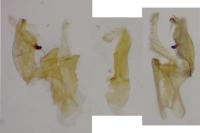 Aproaerema cinctella