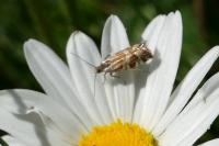 Epinotia mercuriana