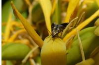 Micropterix