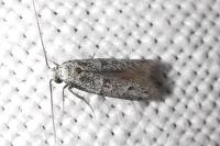 Symmocoides oxybiella