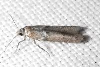 Blastobasis phycidella