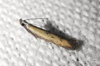 Mesophleps trinotella