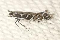 Parectopa ononidis