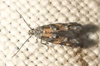 Mompha miscella