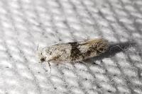 Infurcitinea atrifasciella